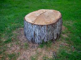 Best Firewood Processing and Delivery  in Woodmoor, CO