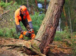Best Aeration Services  in Woodmoor, CO