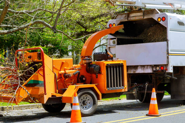 Best Arborist Consultation Services  in Woodmoor, CO