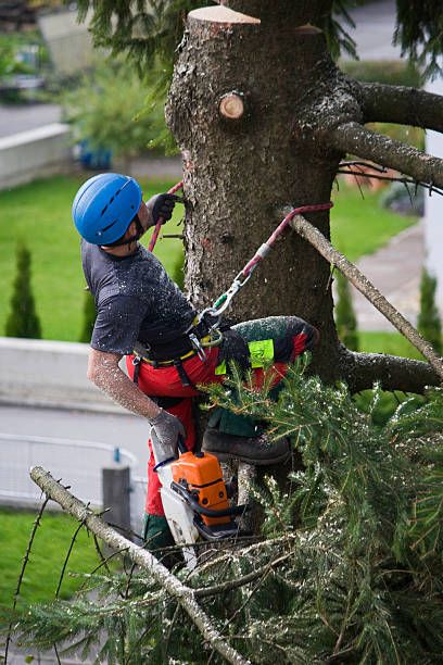 Trusted Woodmoor, CO Tree Removal Experts