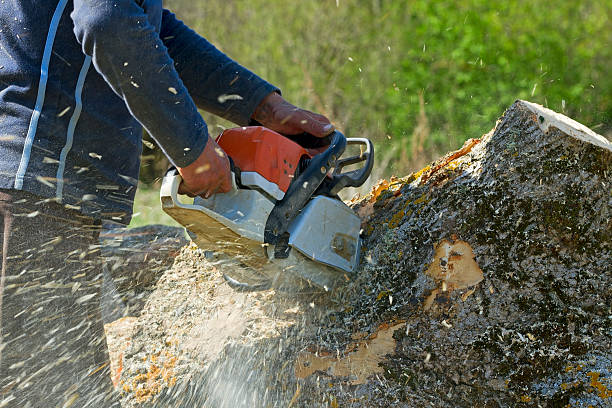 Best Root Management and Removal  in Woodmoor, CO
